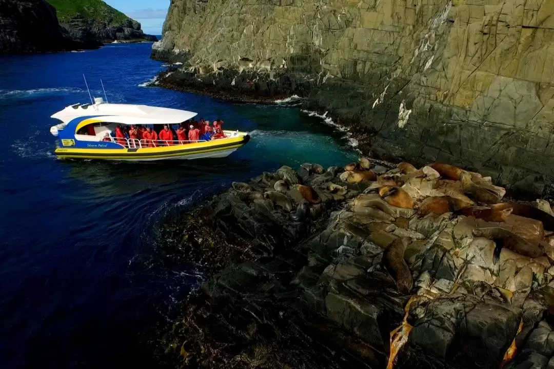 布魯尼島3小時遊船巡航（霍巴特出發）