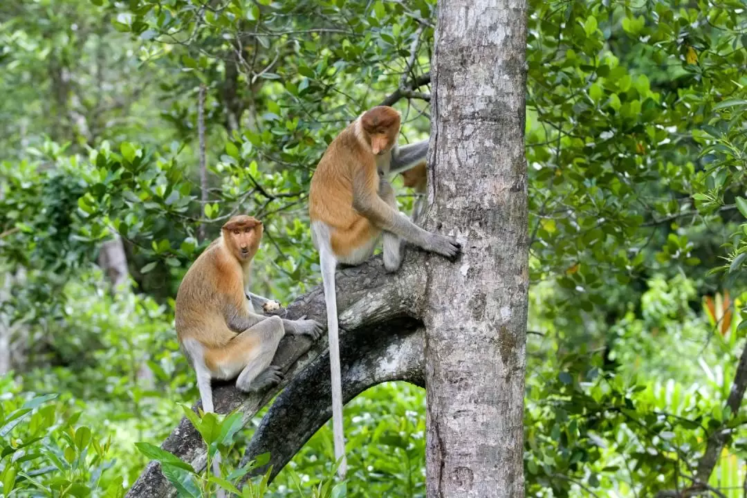 Weston Wetlands Monkey, Sunset & Fireflies Cruise