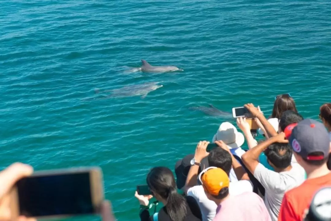 Port Stephens Dolphin Watch Cruise Tour