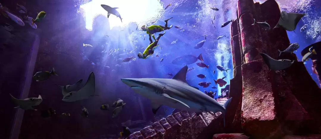 Ultimate Snorkel Experience at The Lost Chambers Aquarium Dubai