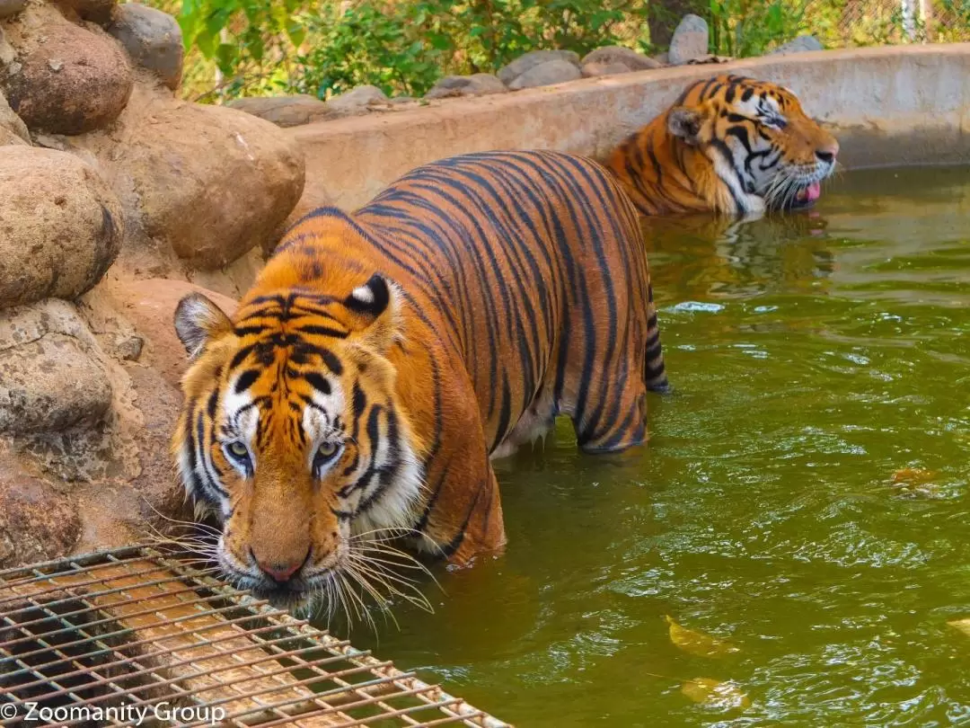 ズービックサファリ 入園チケット