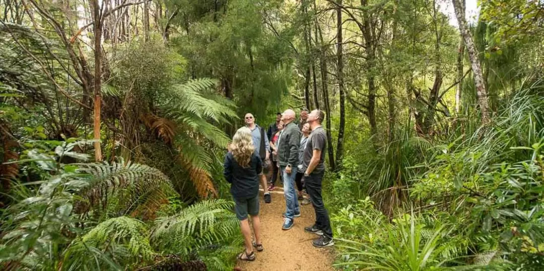 Auckland Coast and Rainforest Day Tour