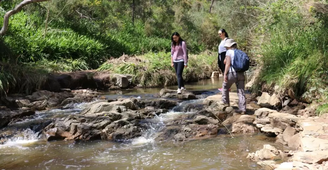 Morialta Wilderness and Wildlife Hike in Adelaide