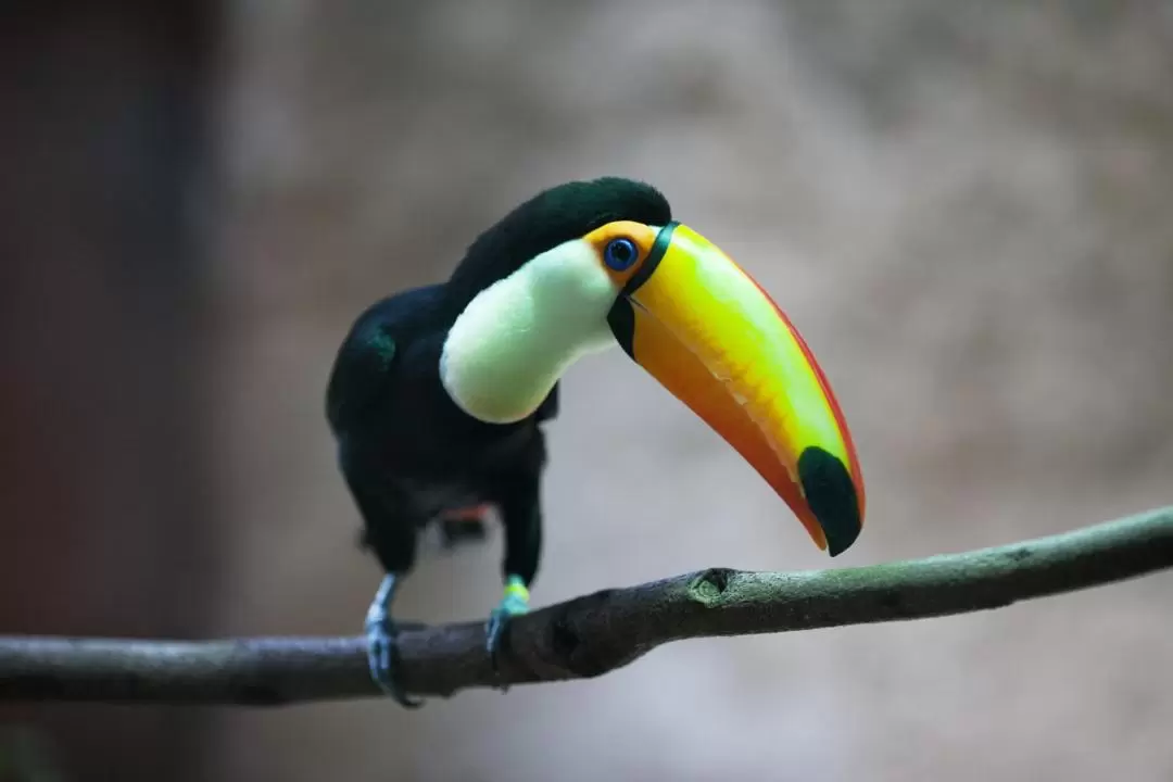 バルセロナ動物園 入園チケット