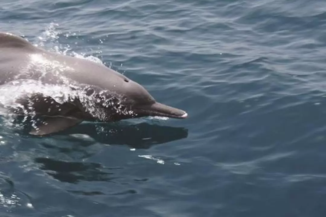 Dolphin Cruise in Muscat