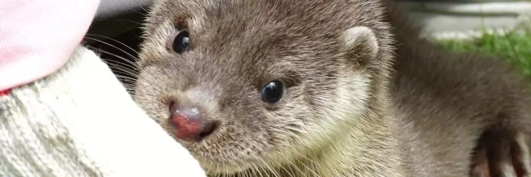 カワウソ探し ナイトツアー（金門市内発）