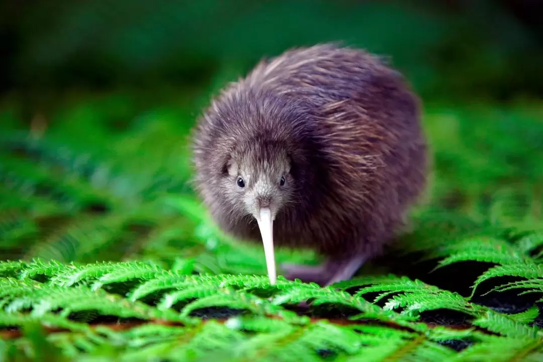 National Kiwi Hatchery - Kiwi Encounter Tour