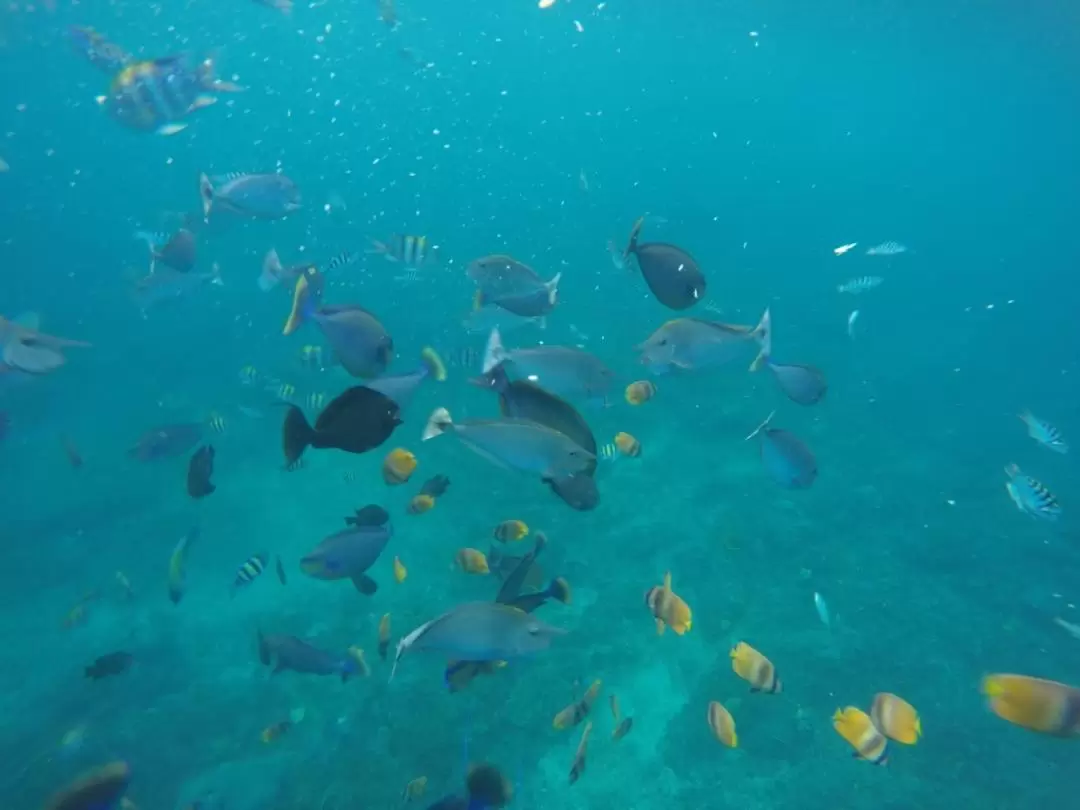 珀達尼島浮潛體驗