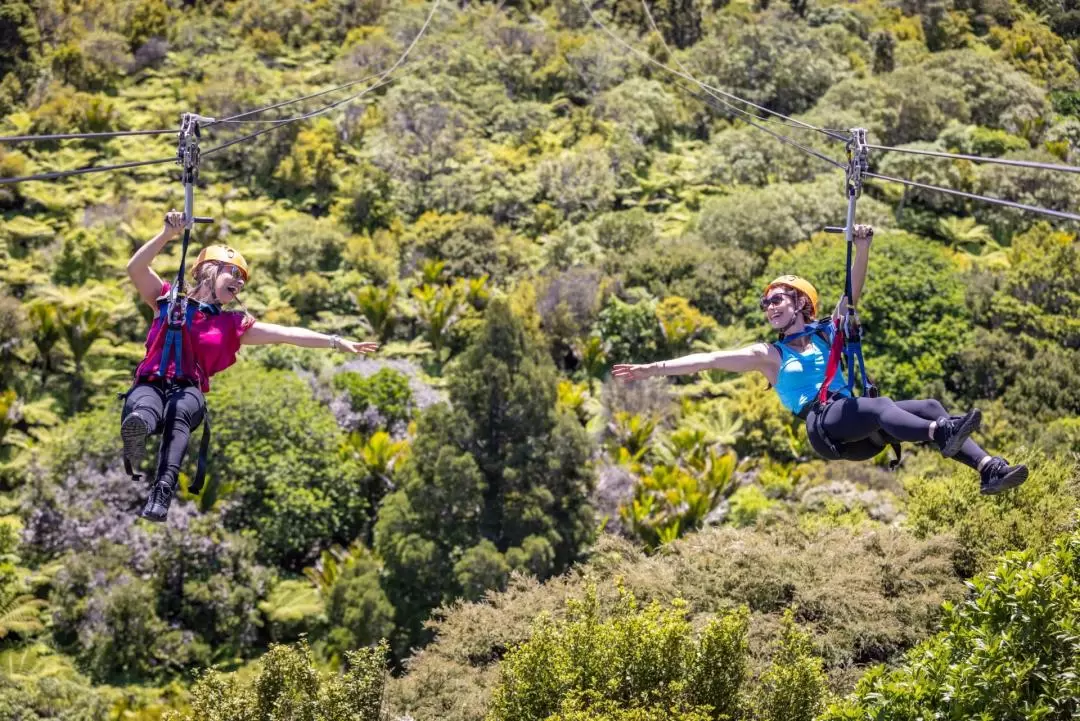 Waiheke Island Zipline and Native Forest 3-Hour Tour