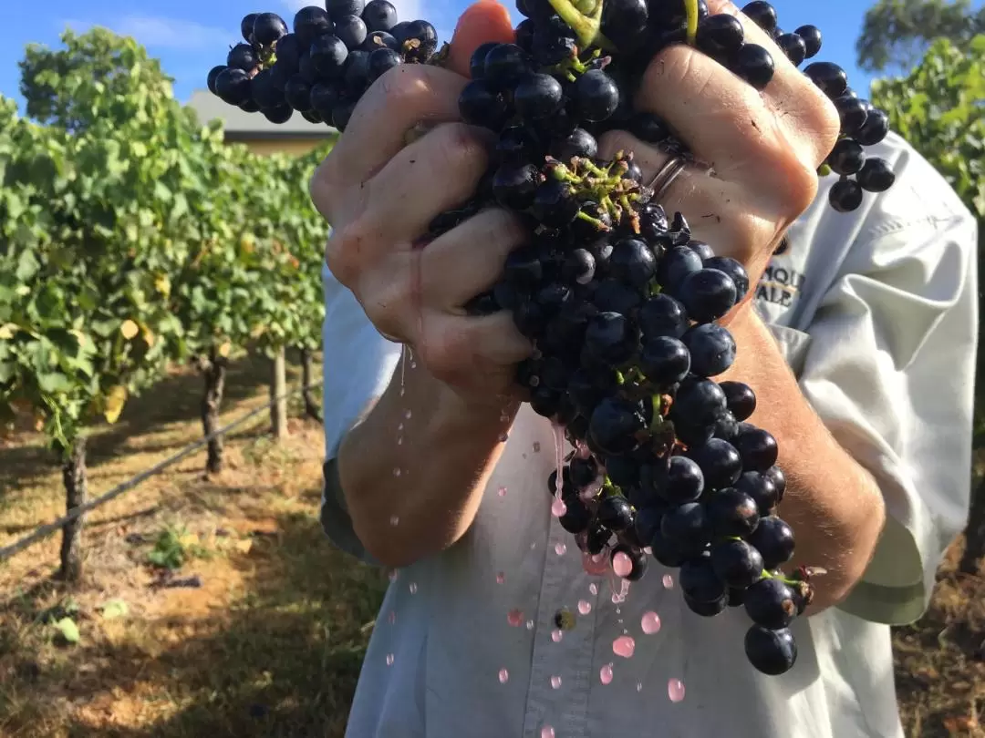 Tranquil Vale Vineyard Wine Tasting in Hunter Valley