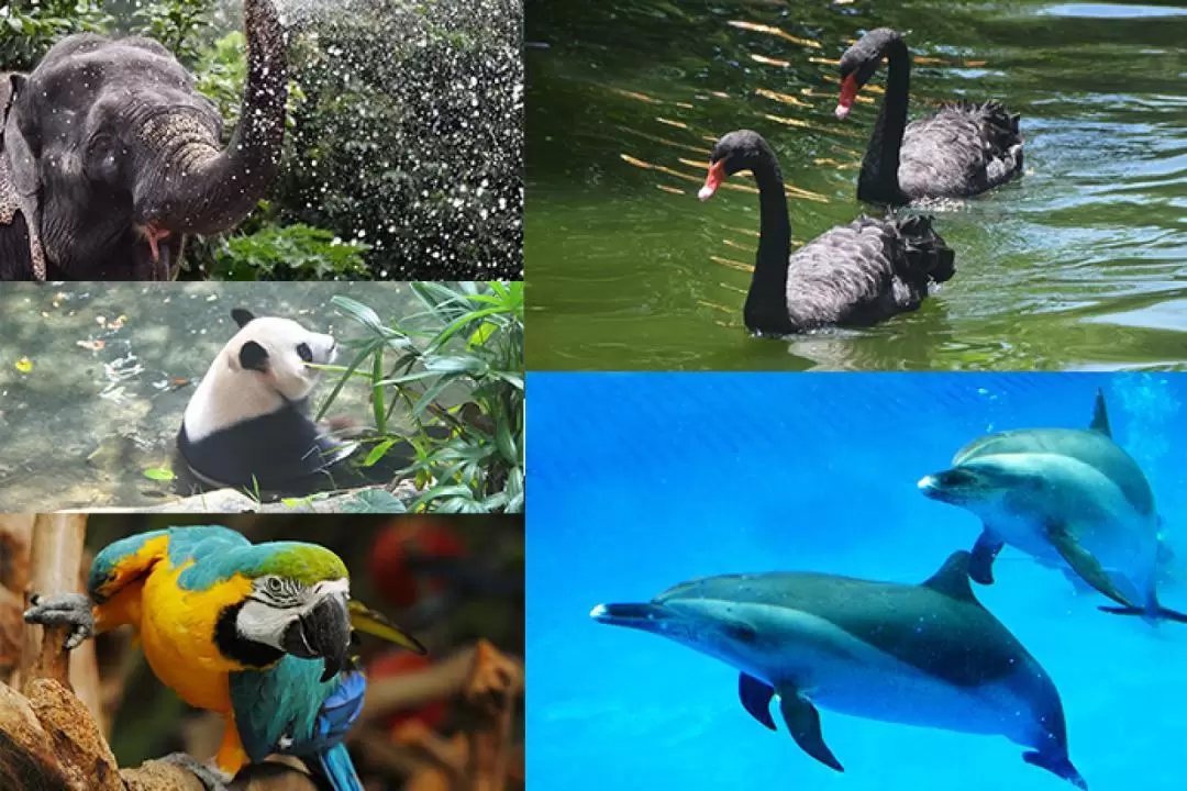 【限時優惠】深圳野生動物園門票