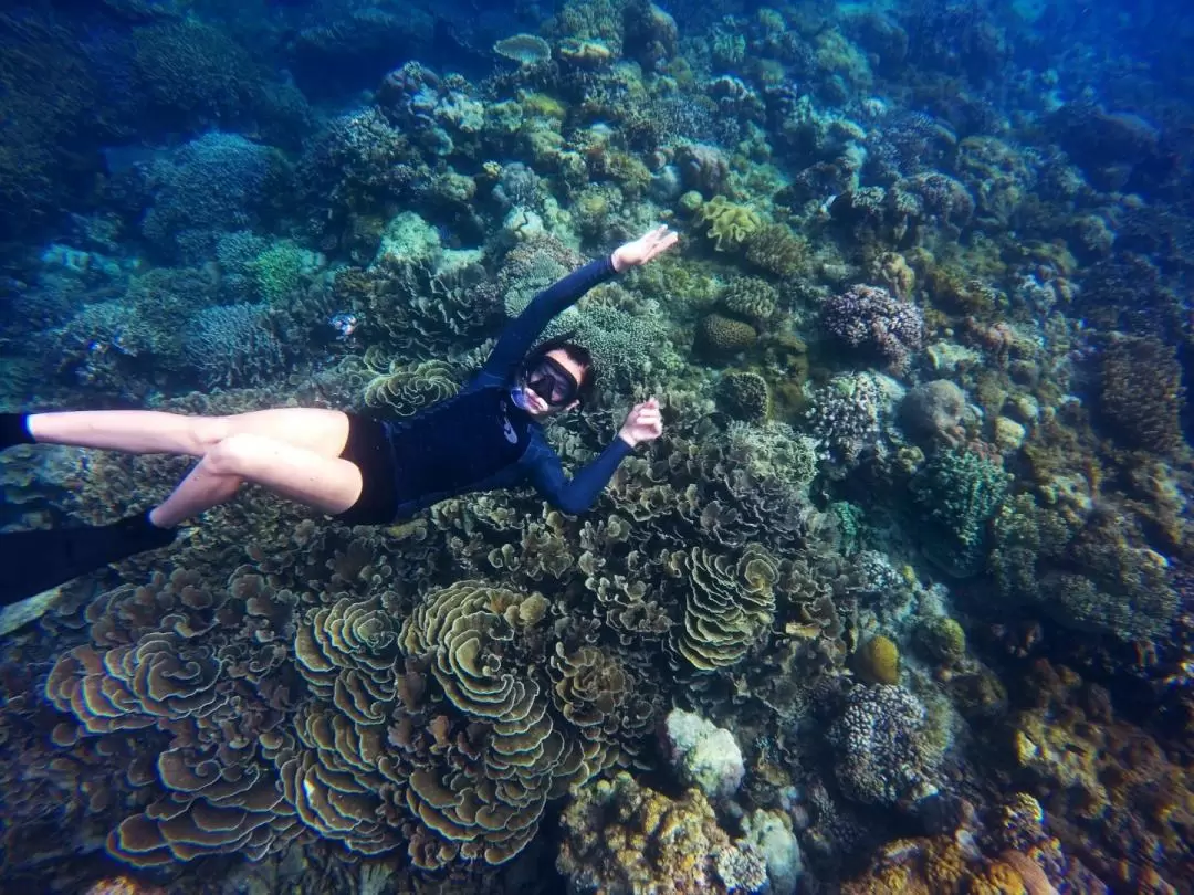 1 Day Snorkeling in Komodo National Park by Dive Komodo