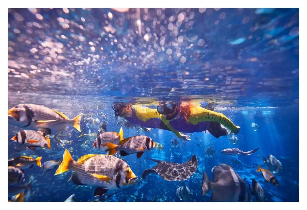 迪拜失落的空間水族館終極浮潛體驗