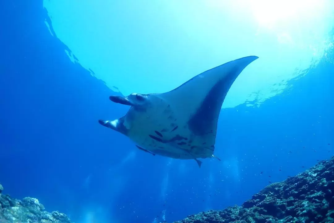 與魟魚／海龜浮潛半日遊＆幽靈島之旅（石垣島出發）