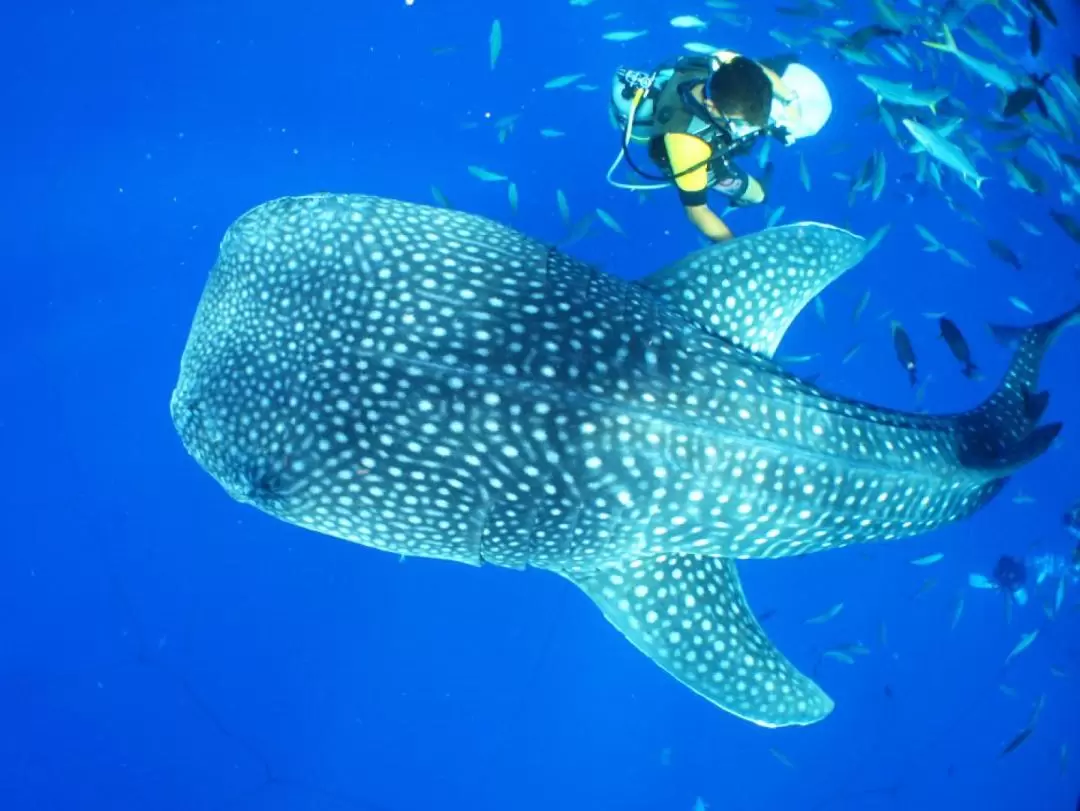 Snorkeling, Diving, and Fun Diving Experience with Whale Sharks 