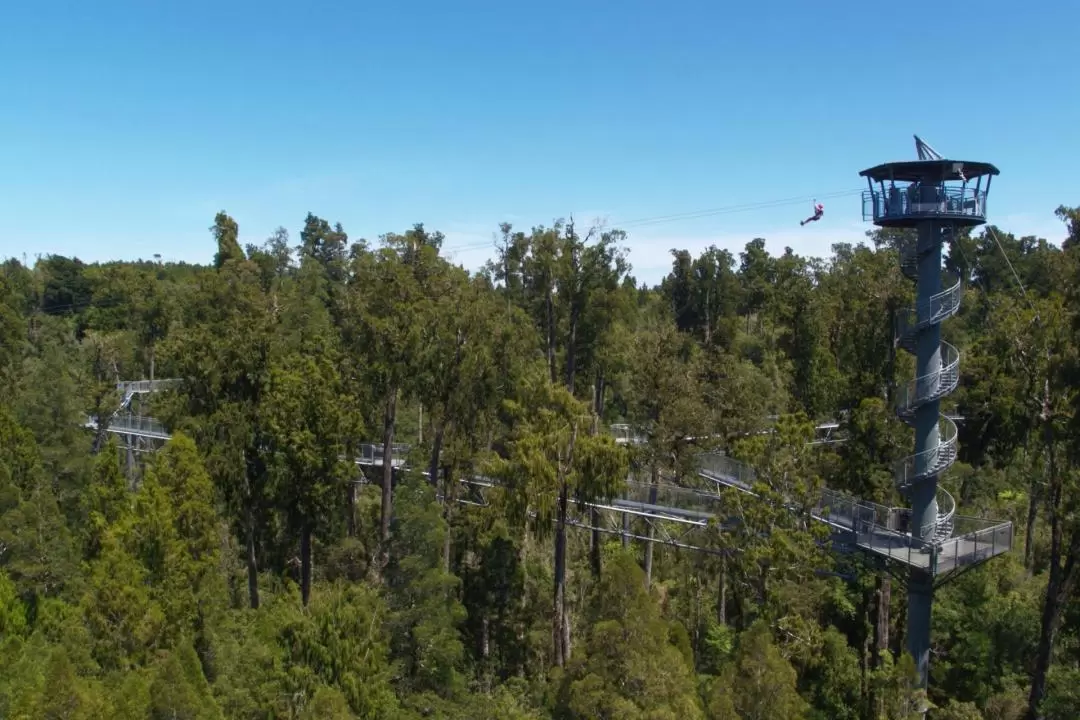 West Coast Tree Top Tower Zipline & Walkway