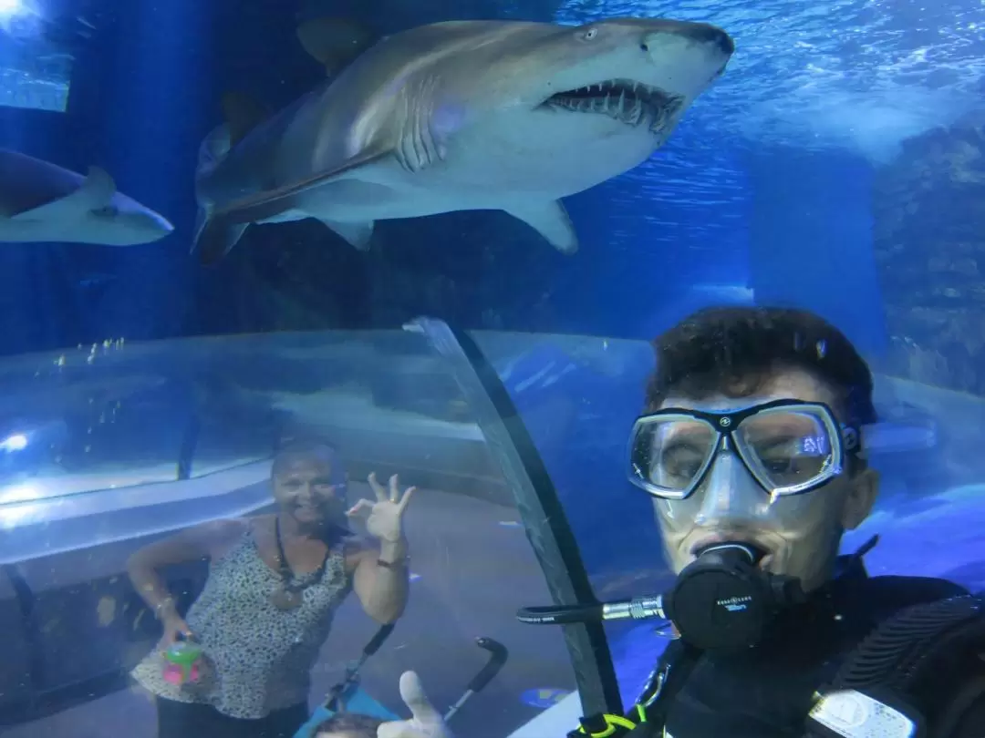 阳光海岸 SEA LIFE 水族馆与鲨鱼共潜体验