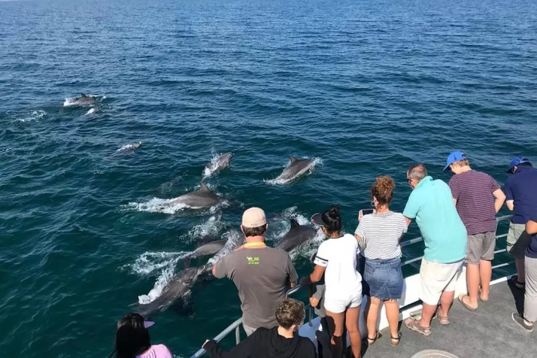 Jervis Bay Dolphin Watch Cruise Tour