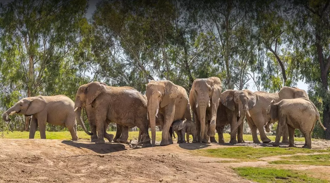 サンディエゴ動物園サファリパーク 入場チケット