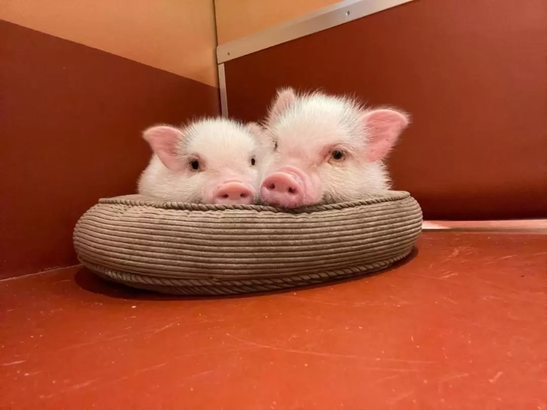 Fully Private Room Mini Pig Cafe with Feeding Experience in Tokyo 