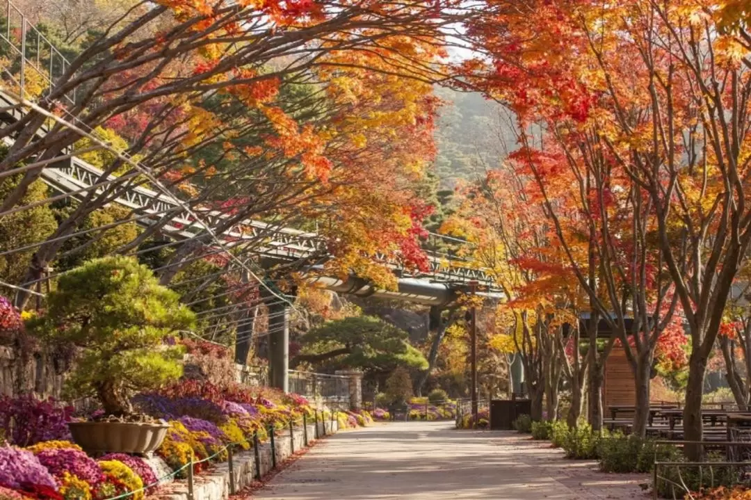 和談林植物園 & 南漢山城 & 民俗村一日遊