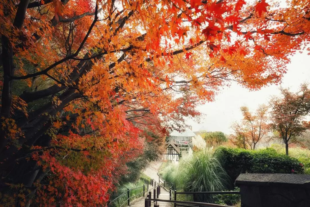 神戸布引ハーブ園 入場チケット＋ロープウェイ