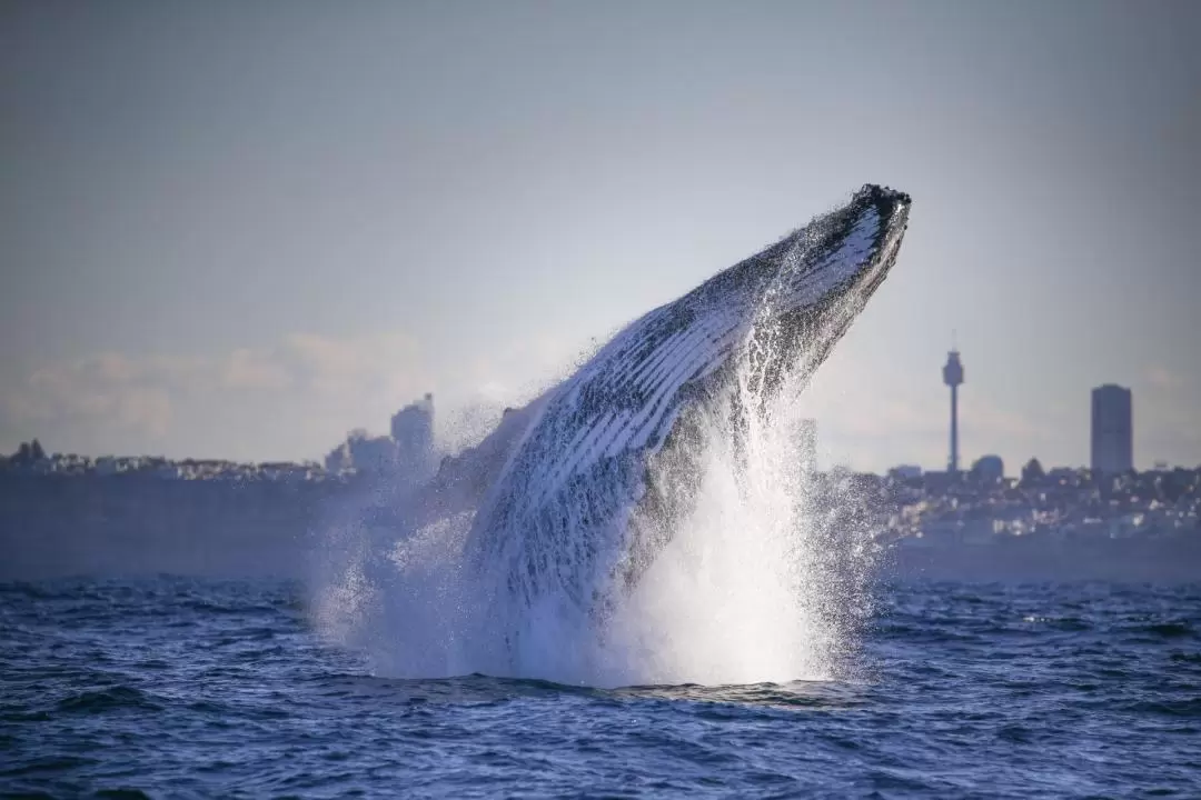 2-Hour Whale Watching Sydney Harbour Cruise