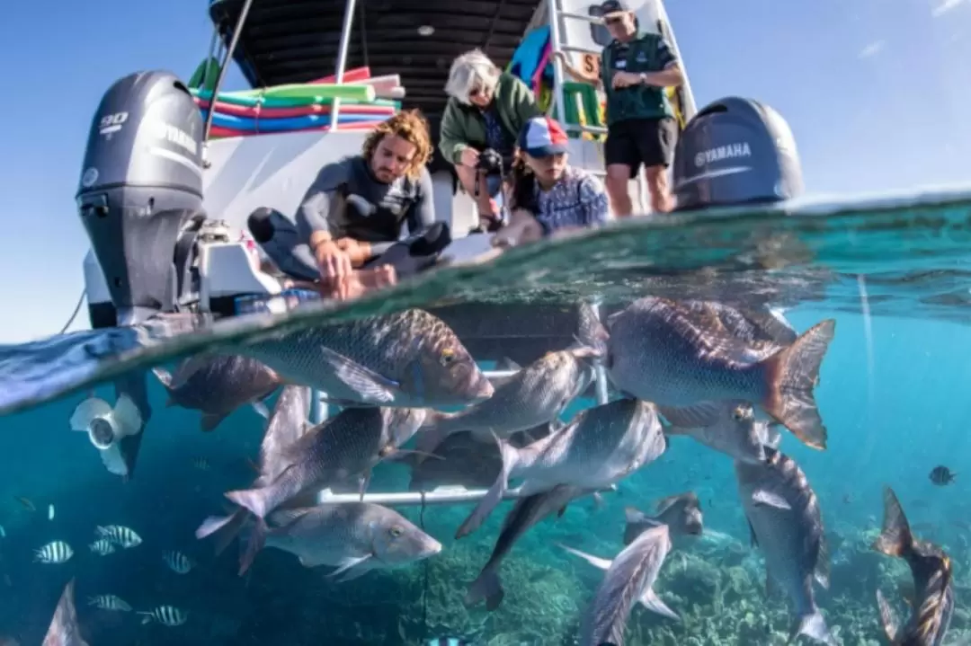 Coral Viewing and Snorkeling Tour in Coral Bay