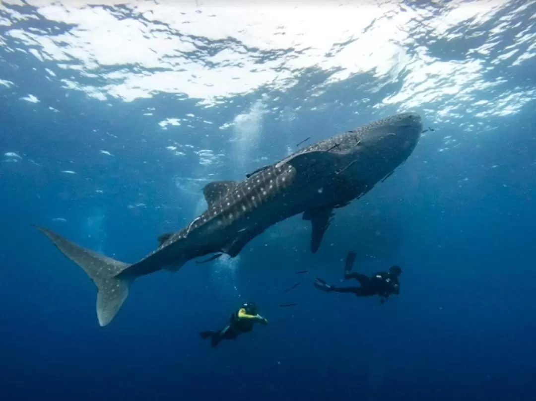 タオ島 スキューバダイビング体験（Nava Scuba Diving提供）