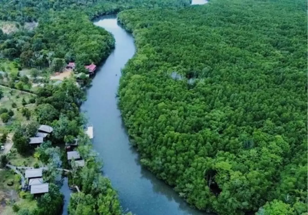 Mangrove / Fireflies Bintan Tour