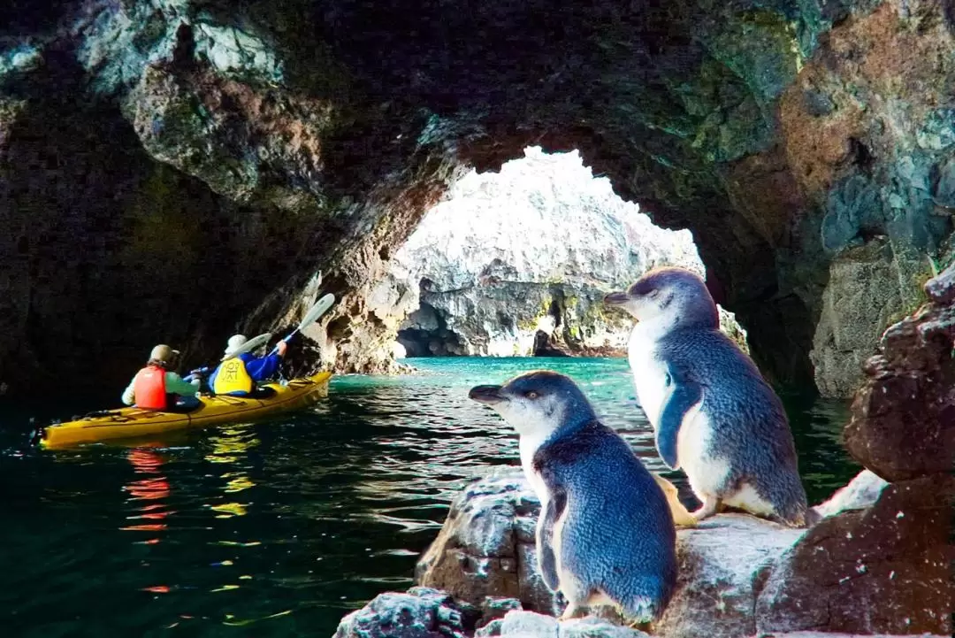 Kayaking and Safari Tour in Akaroa