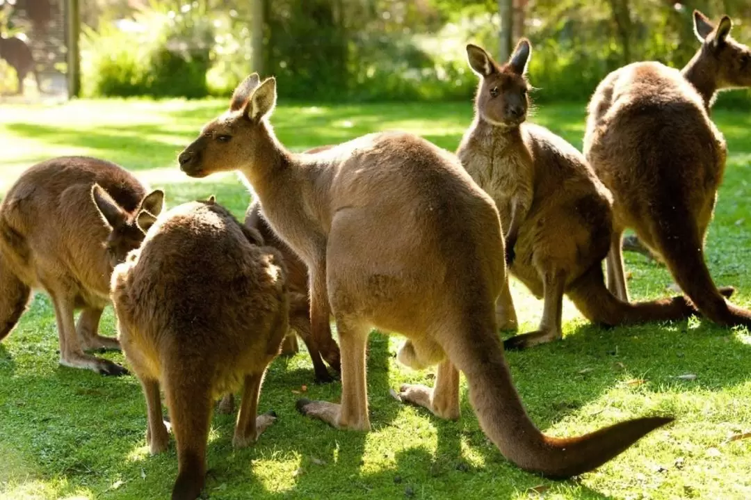 Yarra Valley Safari 8-Hour Tour from Melbourne