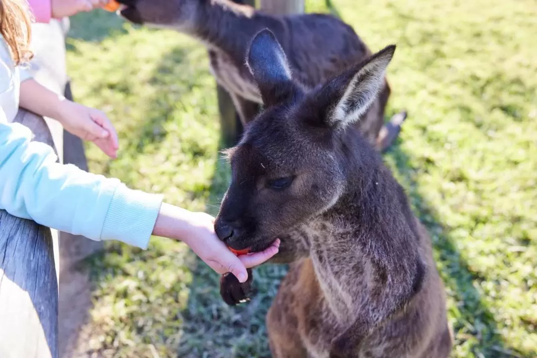 藍山風景世界 & 悉尼動物園探索之旅