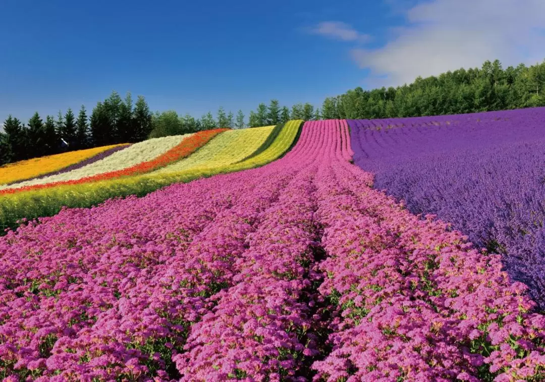 Furano & Biei Lavender Day Tour with Lunch (From Sapporo)