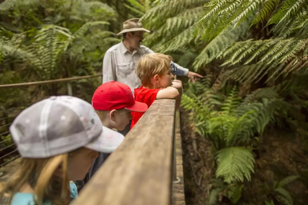 Otway Fly Treetops Walk Ticket