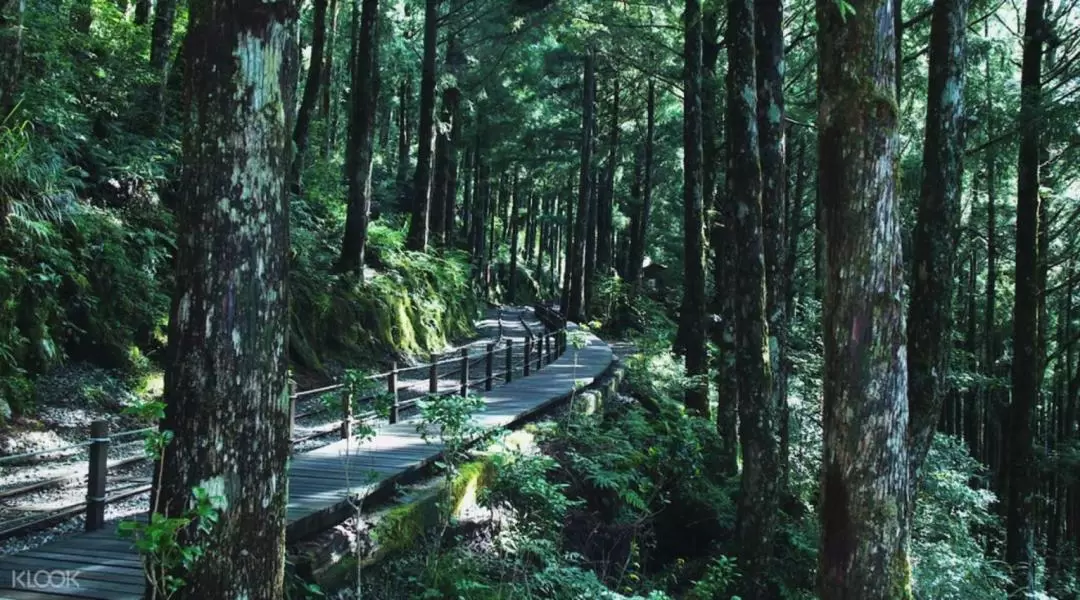 太平山・鳩之沢温泉 日帰りツアー（台北発）