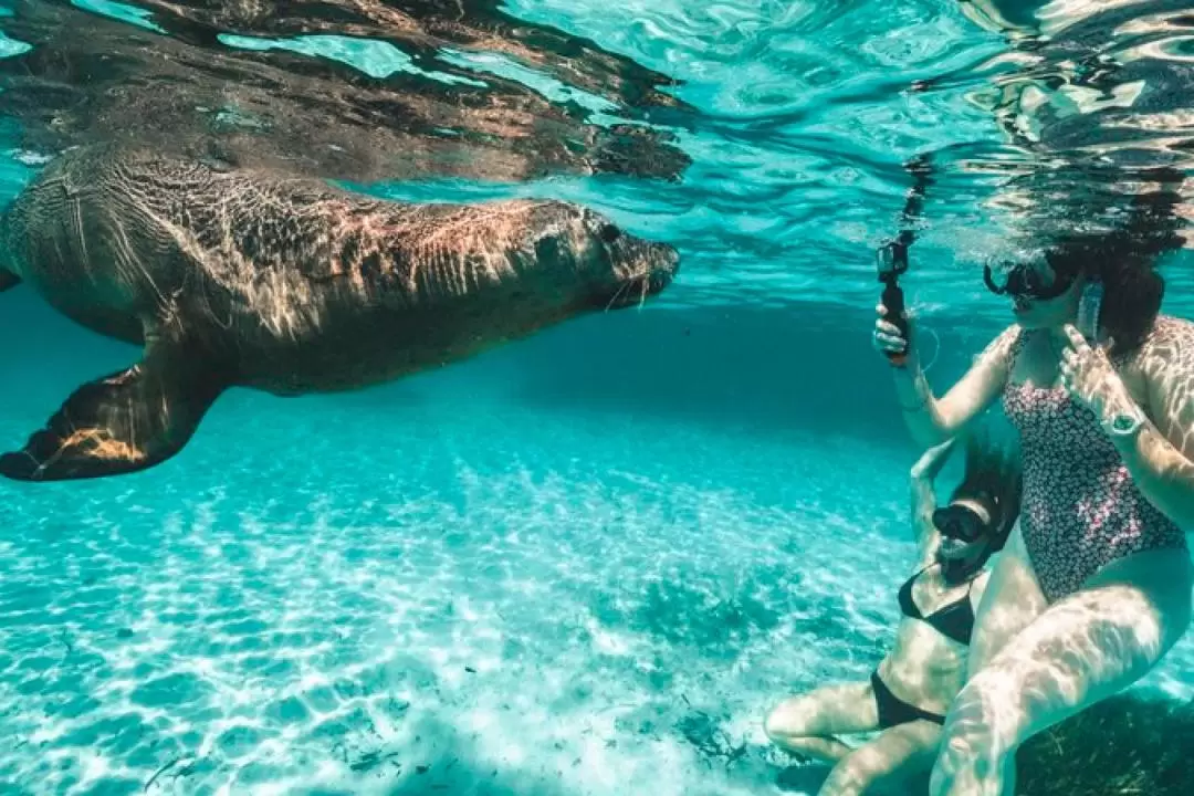 珀斯3島浮潛 & 野生動物巡遊 & 海鮮美食半日體驗