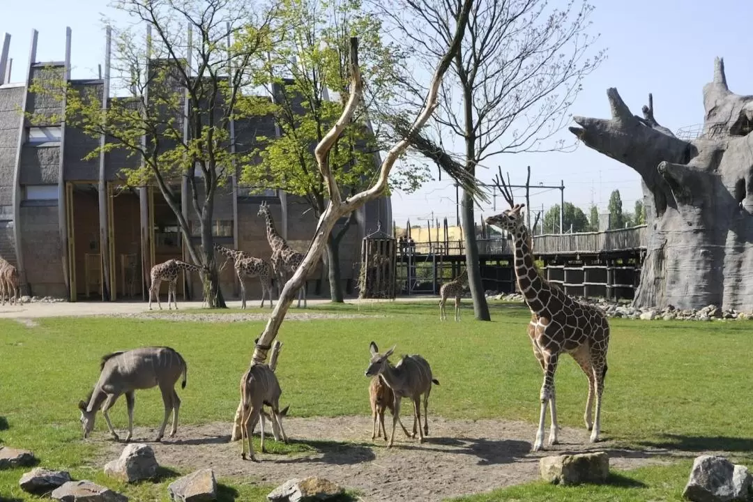 로테르담 동물원 입장권