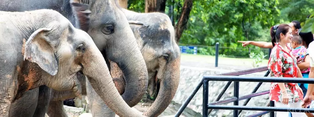 カオキアオ動物園 入園チケット（パタヤ）