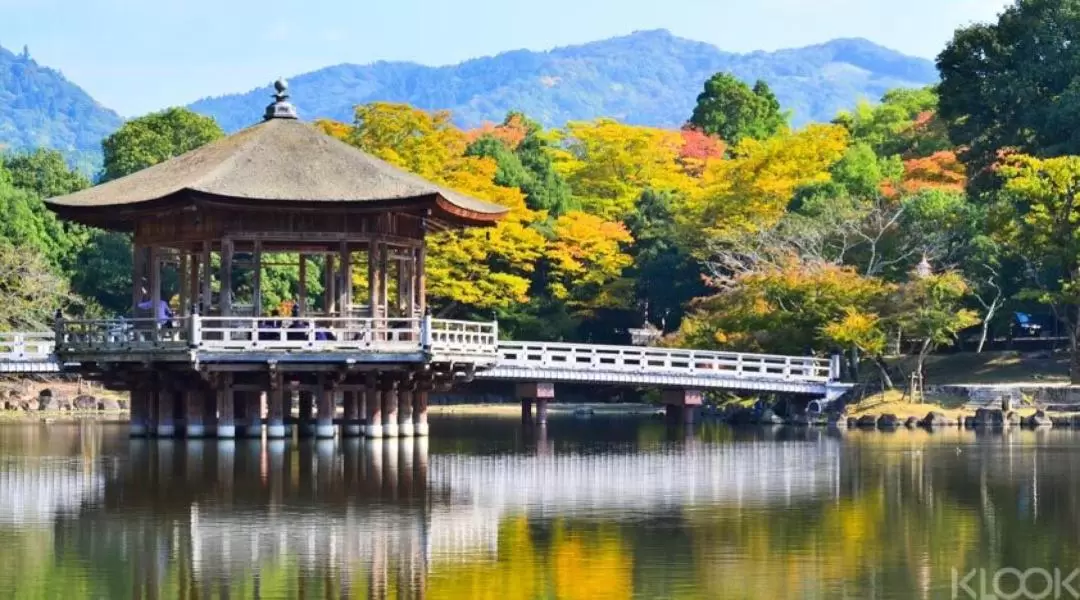 Nara Afternoon Tour from Kyoto