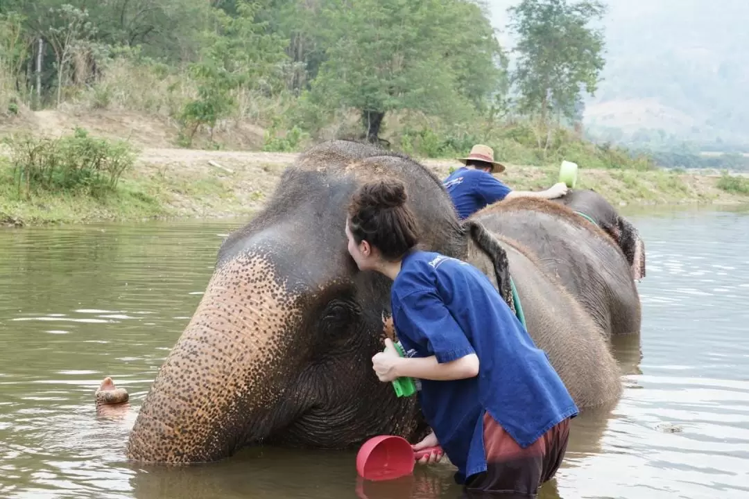 Chiang Mai Elephant Sanctuary and Sticky Waterfall Tour – Full Day