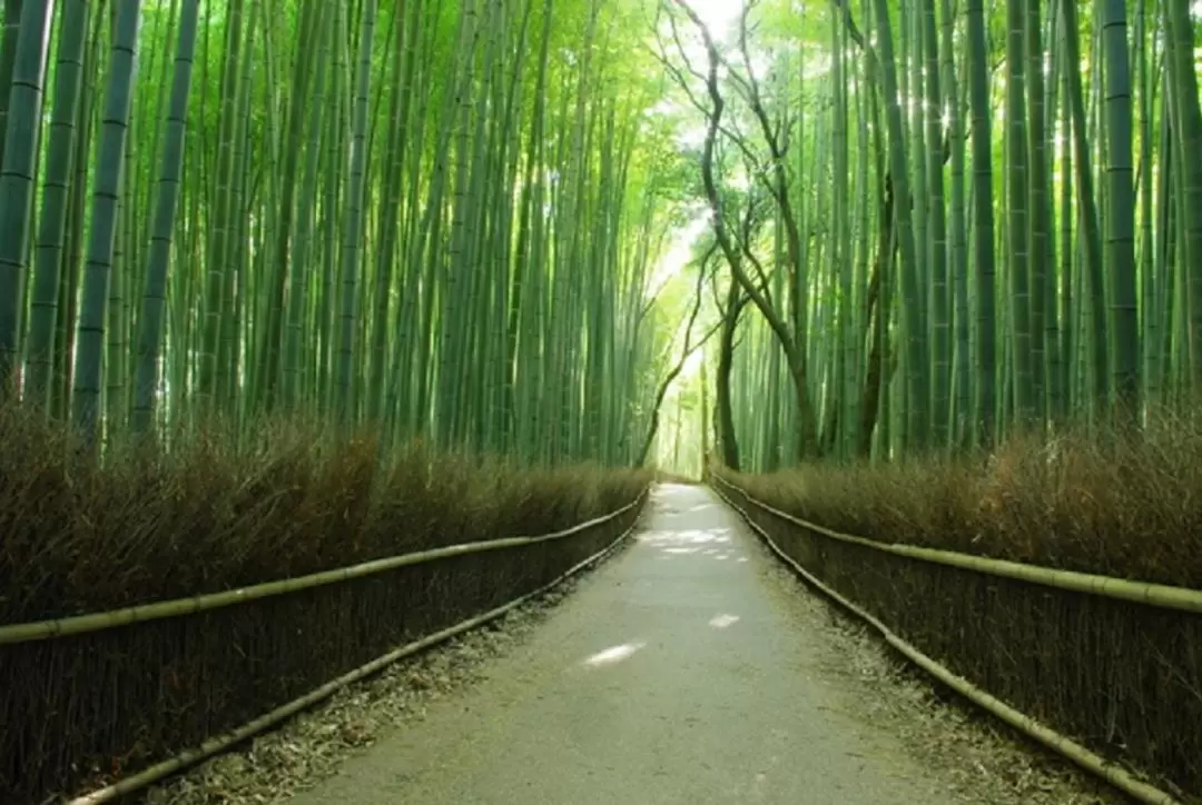 Arashiyama, Kinkakuji, Nara Park Day Tour from Osaka/Kyoto