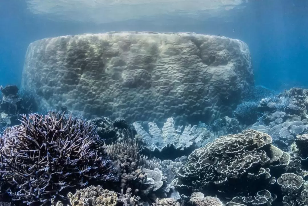 Coral Viewing and Snorkeling Tour in Coral Bay