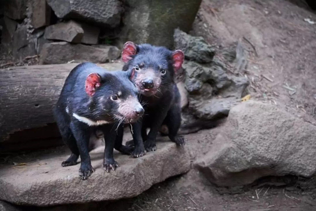 Tasmanian Devil Unzoo Admission in Tasmania