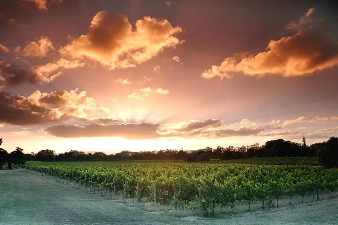 Swan Valley Wineries Public Coach Day Tour from Perth