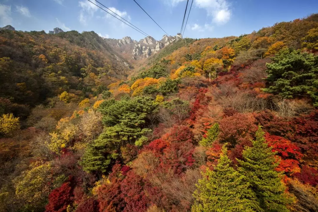 Daedunsan Autumn Maple Day Tour from Seoul