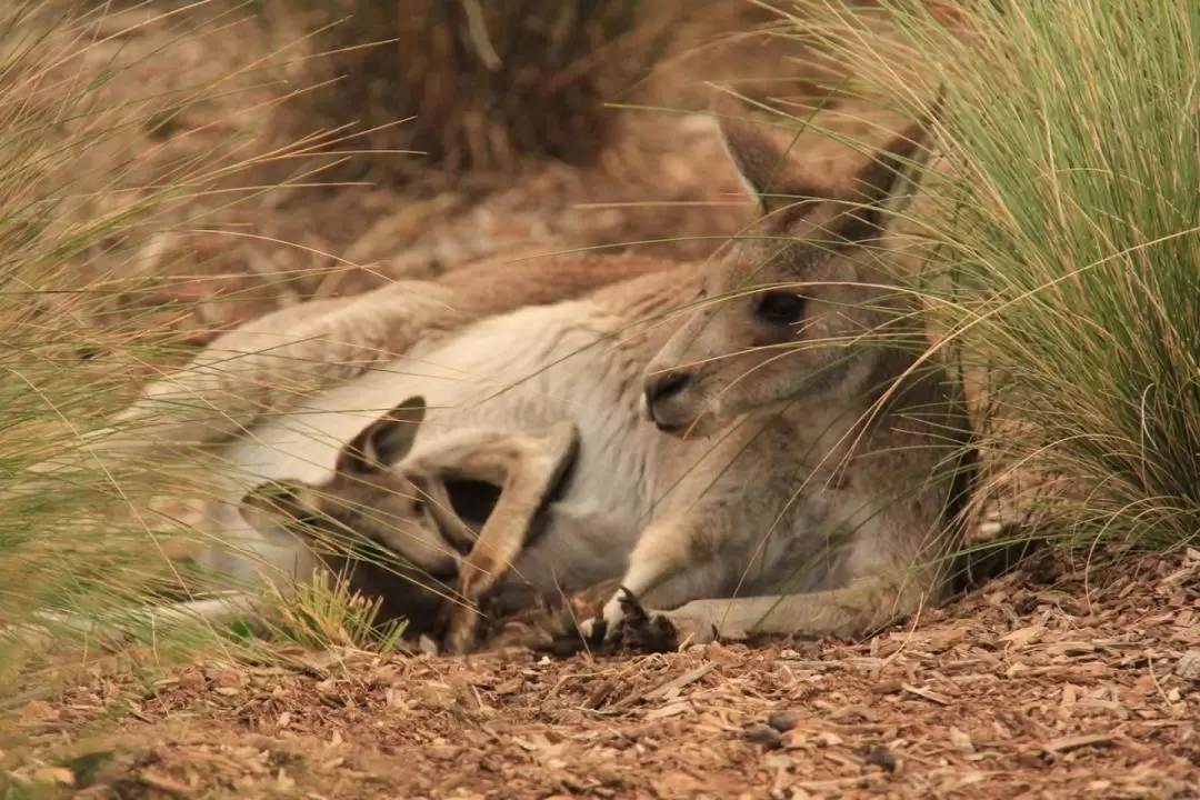 Werribee Zoo Australian Experience