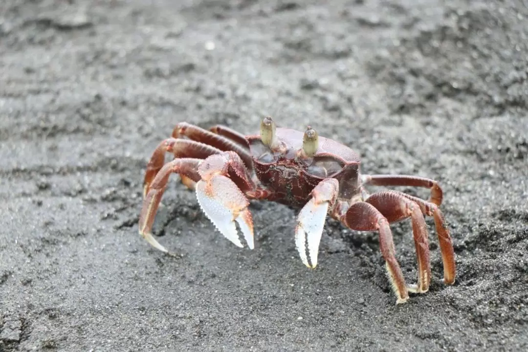 Sand Crab Fishing in Crescent Bay 