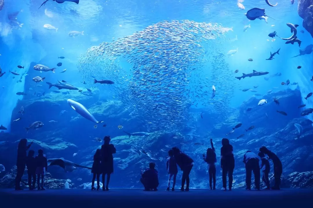 仙台うみの杜水族館 入館チケット（宮城）