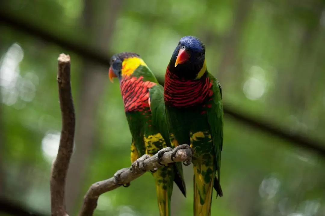Private Kuala Lumpur Bird Park, Butterfly Park with Orchid and Hibiscus Garden Day Tour